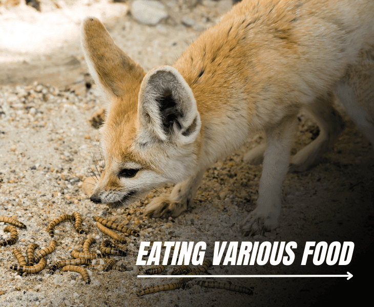How Do Fennec Foxes Survive in the Desert? (Know Here!)