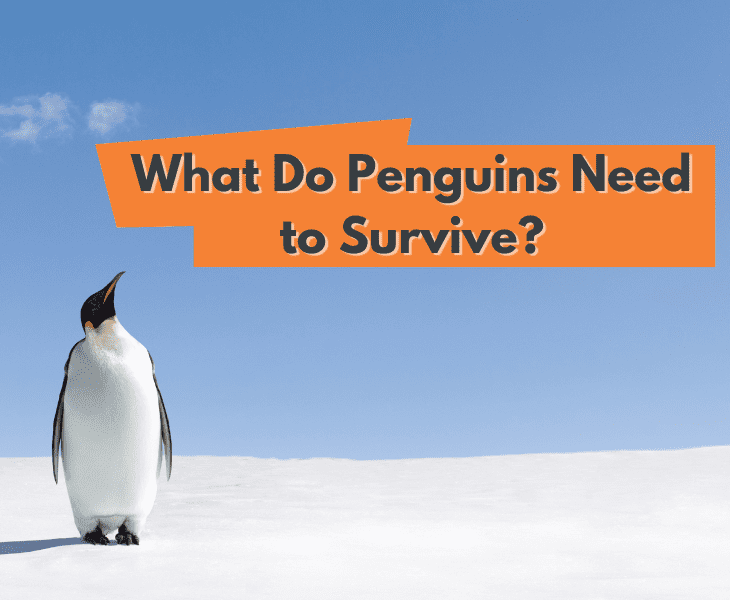 What Do Penguins Need to Survive? - (Let's Find Out)