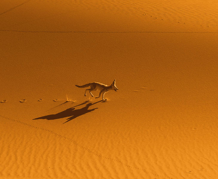 How Do Fennec Foxes Survive in the Desert? (Know Here!)