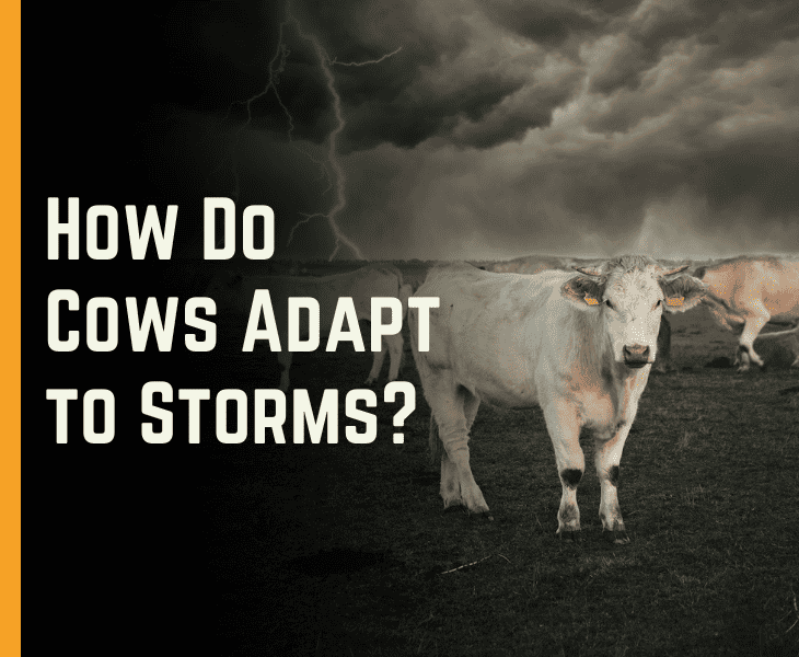 What Do Cows Do When A Storm Is Coming wxresearch.org