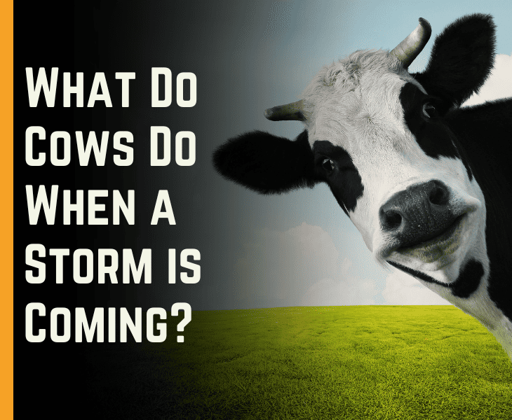 What Do Cows Do When A Storm Is Coming wxresearch.org