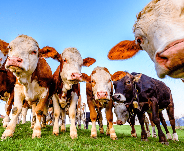 What Do Cows Do When A Storm Is Coming wxresearch.org