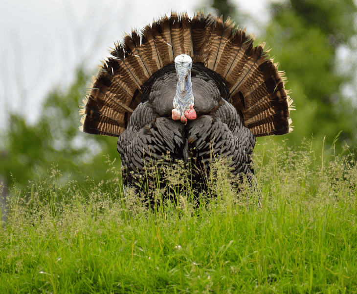 Where Do Turkeys Go When It's Windy? (Let's Find Out!)
