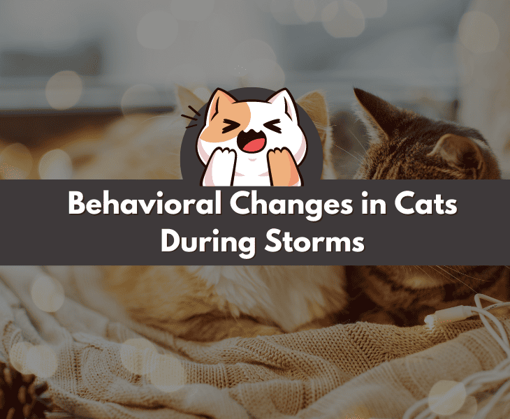 Picture of Can Cats Sense Storms or Not? - (Let's Find Out!)