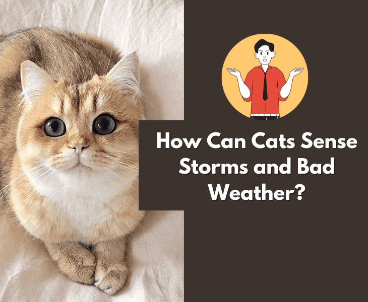 Can Cats Sense Storms or Not? (Let's Find Out!)