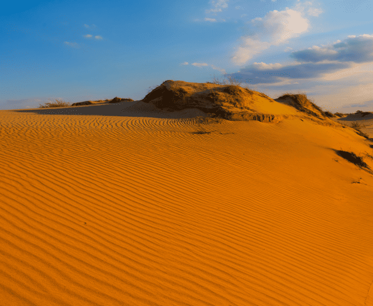 What Do Mice Eat in the Desert? (Let's Find Out!)