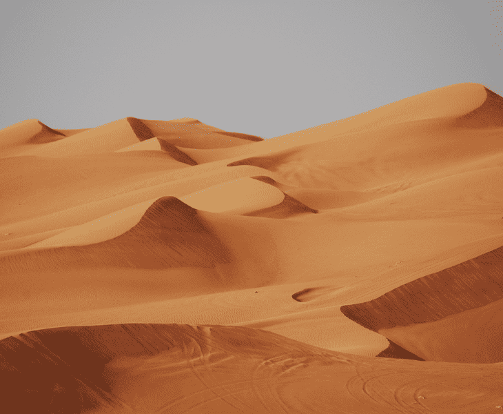 What Do Mice Eat in the Desert? (Let's Find Out!)