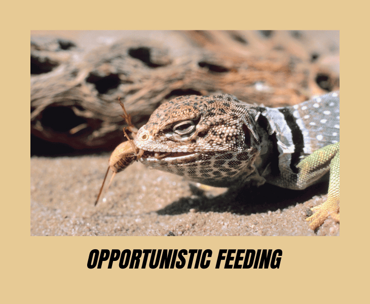 How Do Lizards Survive in The Desert? (Top Facts!)