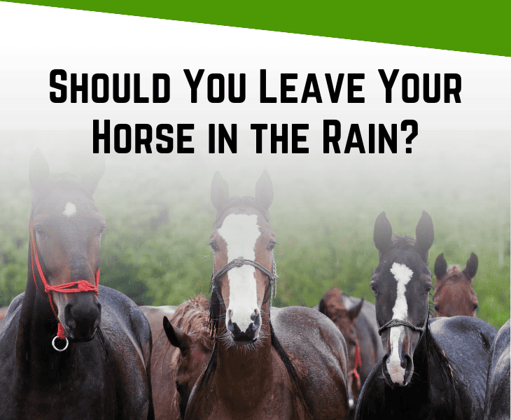Why Do Horses Stand Still in the Rain? (Real Reasons)