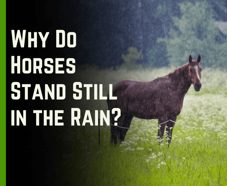 Why Do Horses Stand Still in the Rain? (Real Reasons)