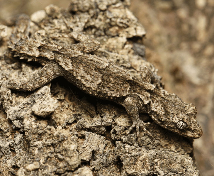 How Do Lizards Survive in The Desert? (Top Facts!)