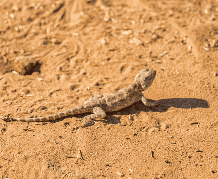How Do Lizards Survive in The Desert? (Top Facts!)