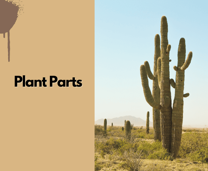 What Do Mice Eat in the Desert? (Let's Find Out!)