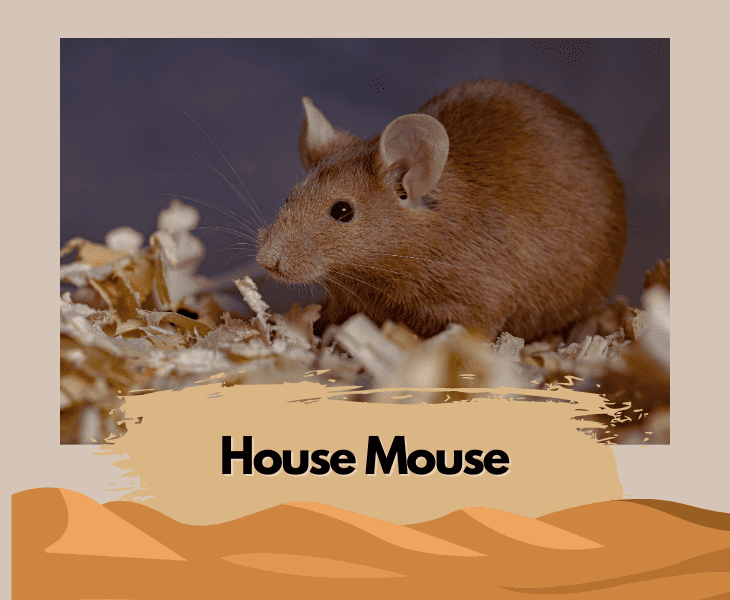 What Do Mice Eat in the Desert? (Let's Find Out!)
