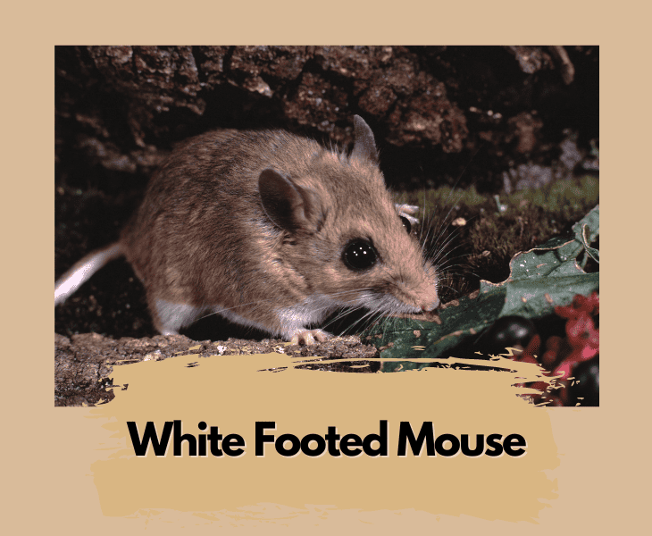 What Do Mice Eat in the Desert? (Let's Find Out!)
