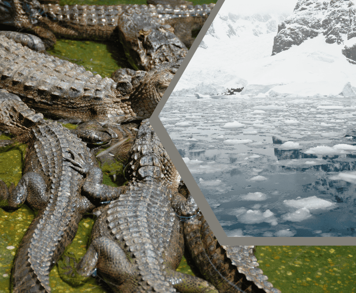 Can Alligators Survive Winter? (Surprising Facts!)
