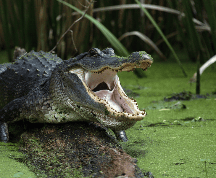 Can Alligators Survive Winter? (Surprising Facts!)